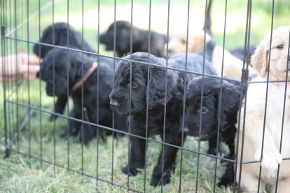 Golden Retriever – Golden Doodle puppies