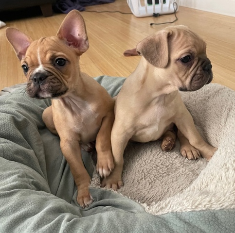 French Bulldog – Frenchie Puppies