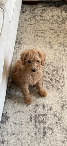 Poodle – F1B Micro Goldendoodle Puppy