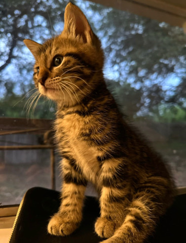 Rehome Kitty