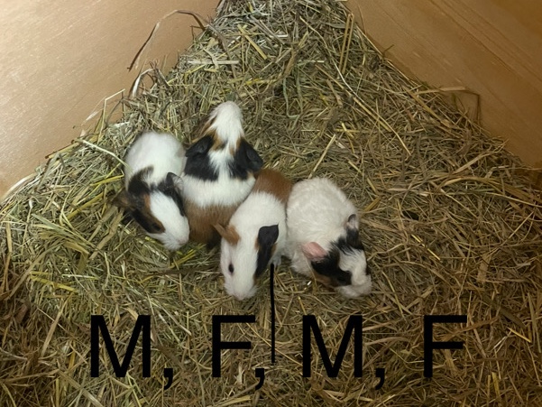 Adorable Bébés Cochons D’Inde 