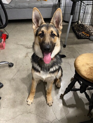 German Shepherd – layla, for more enquire contact