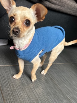 Chihuahua – Need to guve her away u