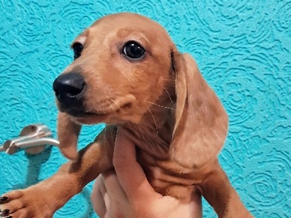Dachshund – "Orange" AKC Female Red Dapple – Vernon