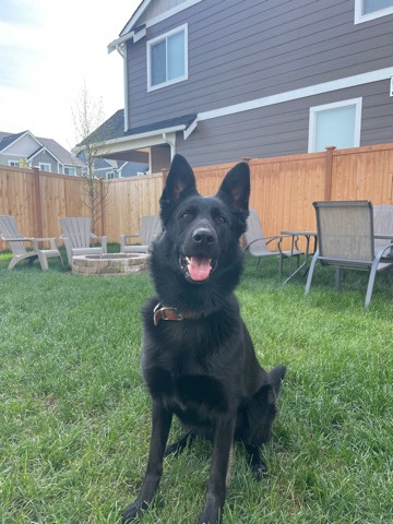 German Shepherd – German Shepherd