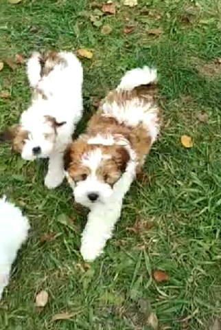 Lhasa Apso – lhasa apso pups