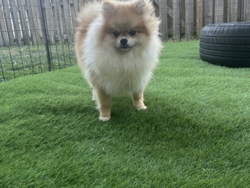 Pomeranian – Male Pomeranian Looking for a New Home – Miami