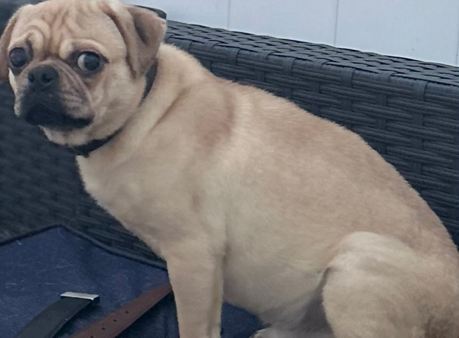 Pug – pug mix for sale cash app or Zelle