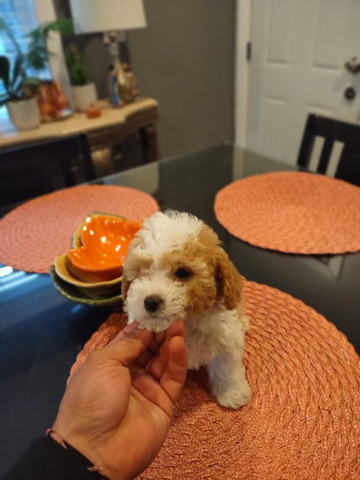 Poodle – toy poodles