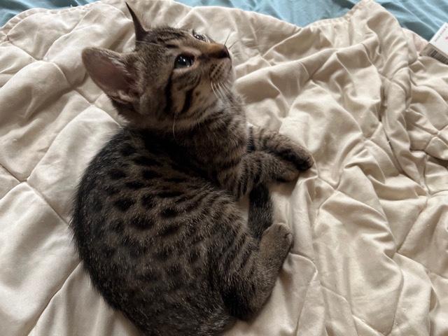 Bengal – Bengal mixes
