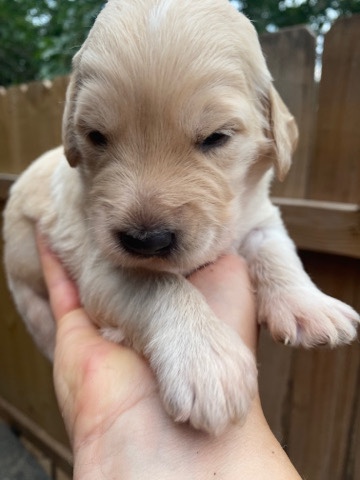 goldendoodle puppy