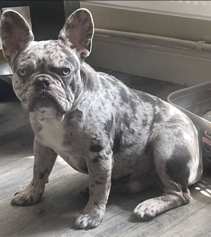 French Bulldog – French bulldog