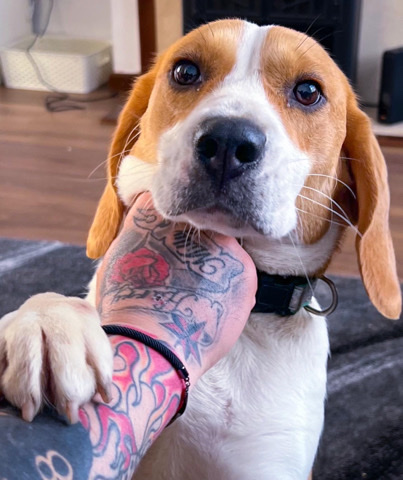 Beagle – Female Beagle