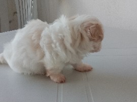 Maltese – Daniel – Goiana
