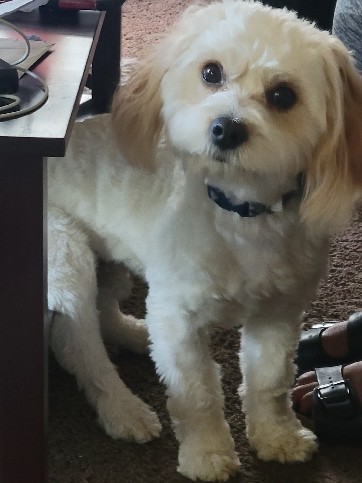 Cavalier King Charles Spaniel – Adorable fun puppy needs a home
