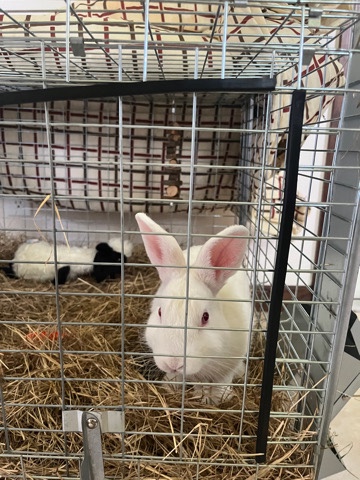 American – Rabbit rehome