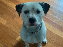 Dalmatian - 1-Year-Old Dalmatian-Labrador Mix – Playful, Easy to Train, and Full of Love! available for adoption in Alexandria