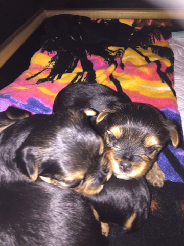 Yorkie puppies