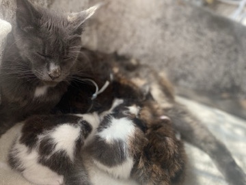 Maine **** x kittens for sale 