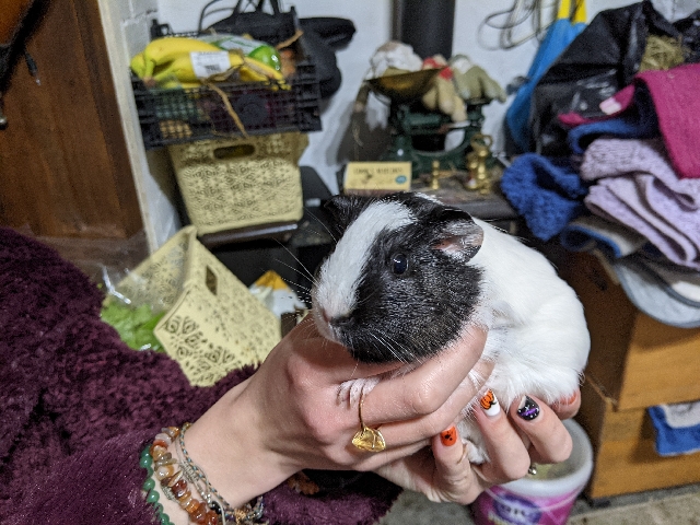 Any – Adorable and tame guinea pigs need loving homes