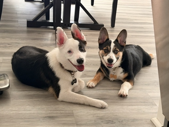 Cardigan Welsh Corgi – Corgi Mix – Radcliff
