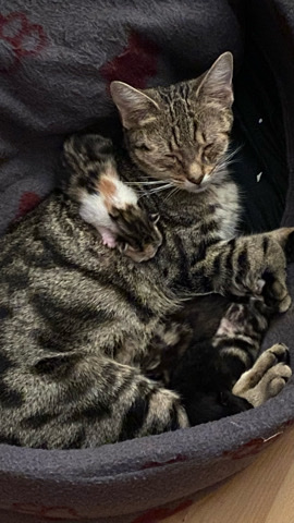 British Shorthair – tabby female