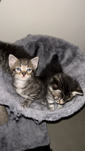 4 Kittens