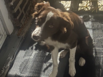 Border Collie – border collie -Milo – Philadelphia