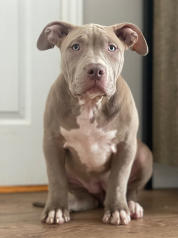 American Bulldog – xl and standard American Bullies For Sale