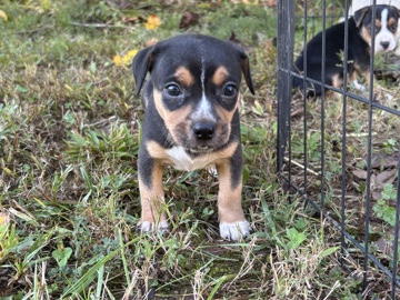 Rat Terrier – full bred rat terrier puppies – Jonesville