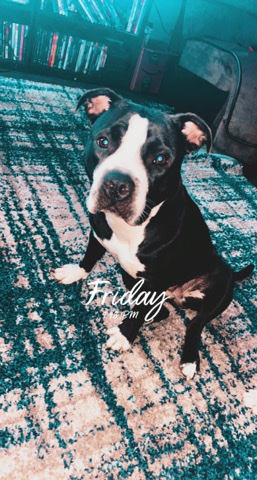 American Bulldog – Beautiful Black Bully