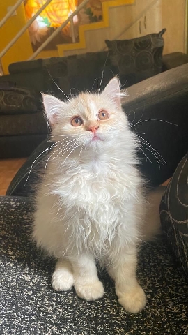 Persian (Traditional) – Persians kittens
