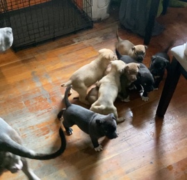 American Pit Bull Terrier – . blue and red nose pits .