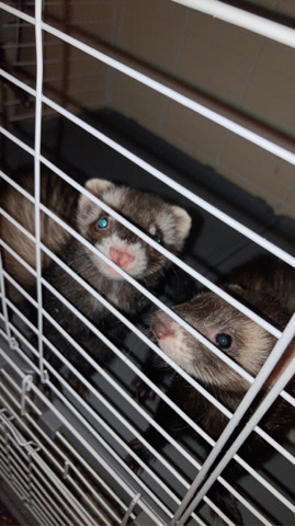 Any – ferrets