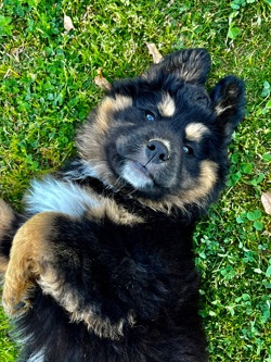 Siberian Husky – Rehoming Mona