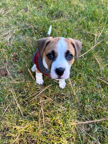 Boxer – Bull/boxer puppy 5months