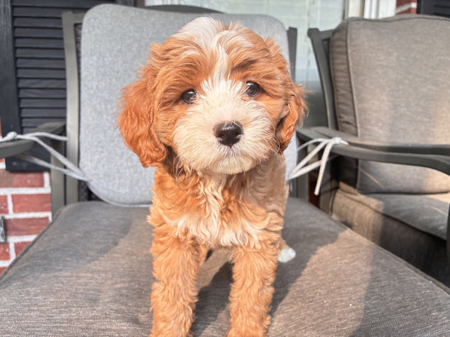 Cavapoo – CKC Registered Cavapoo Puppies – 8 Weeks Old – Commerce