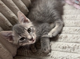 Siamese – Two kittens needing homes – Bethany
