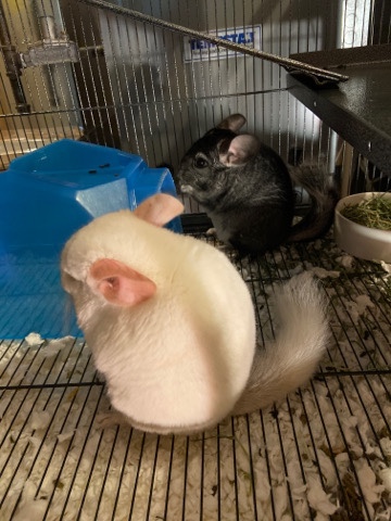 2 chinchillas