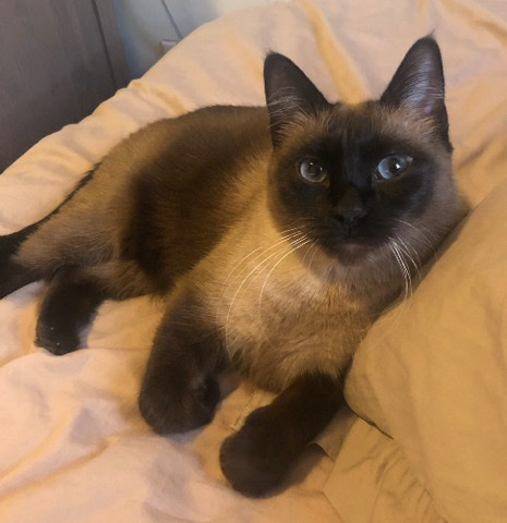 Female Tonkinese Cat