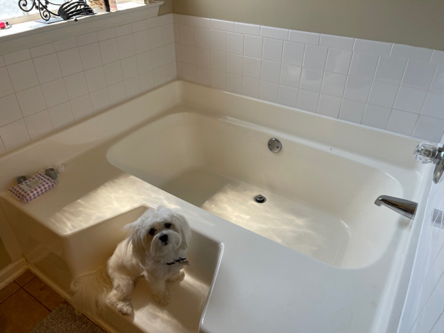 Maltese – Looking for a new home for my fur baby
