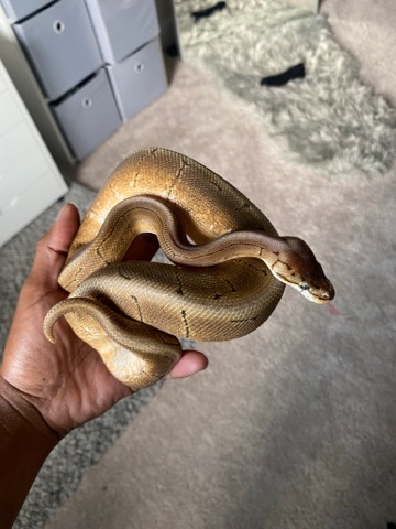 Spinner Ball Python + Tank & Accessories