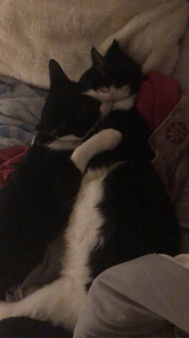 twin cats