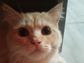 Persian (Modern) – Persian Cat for sell – Mumbai