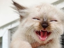 Himalayan – Beautiful 1-Year-Old Himalayan Cat for Sale in Varanasi – Varanasi