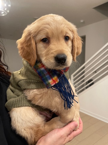 Golden Retriever – golden retriever