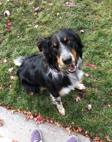 Border Collie Aussie mix