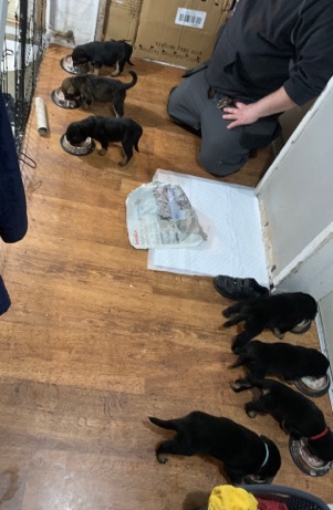 Rottweiler – 4 female Rottweiler cross puppies