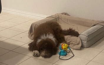 Sheepadoodle for sale