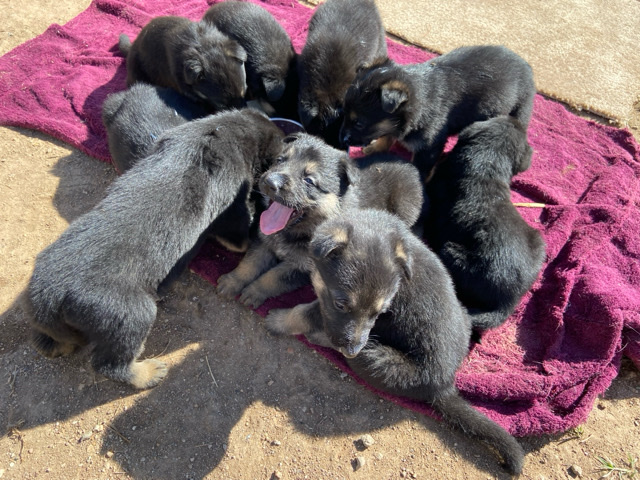 German Shepherd – Germán shepherd puppies